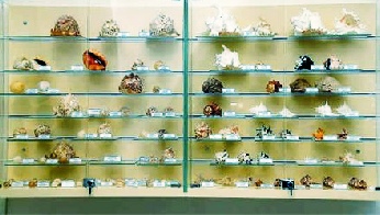 Bodrum deniz müzesi deniz kabukları koleksiyonu